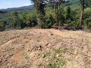 Tanah Padang Terap Kedah 270k