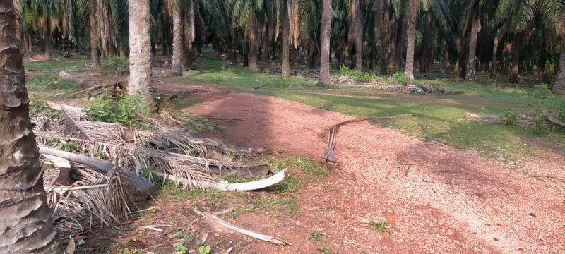 Ladang Sawit Ayer Puteh Pendang 15m