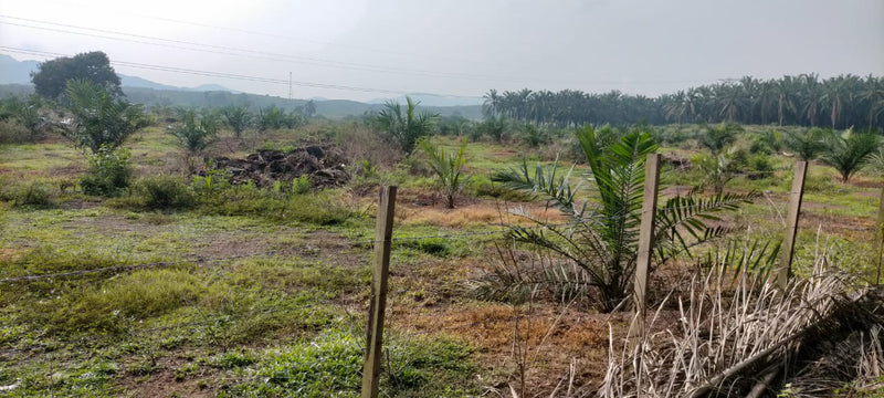 Ladang Sawit Ayer Puteh Pendang 15m