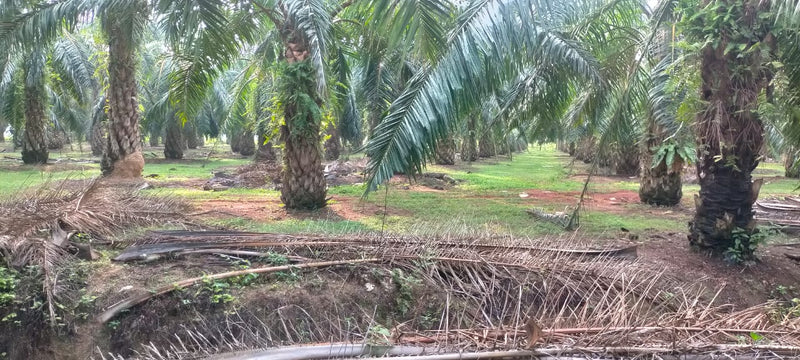 Ladang Sawit Ayer Puteh Pendang 15m