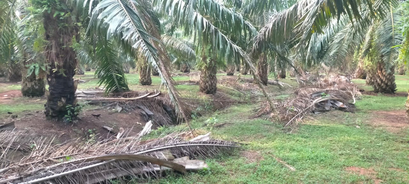 Ladang Sawit Ayer Puteh Pendang 15m