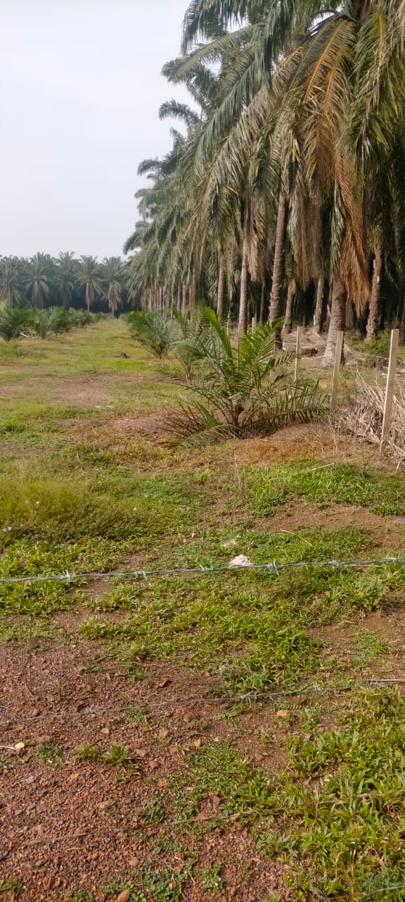 Ladang Sawit Ayer Puteh Pendang 15m