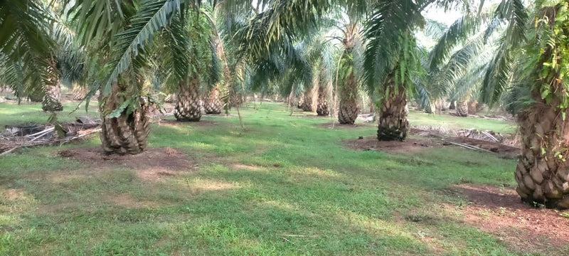 Ladang Sawit Ayer Puteh Pendang 15m