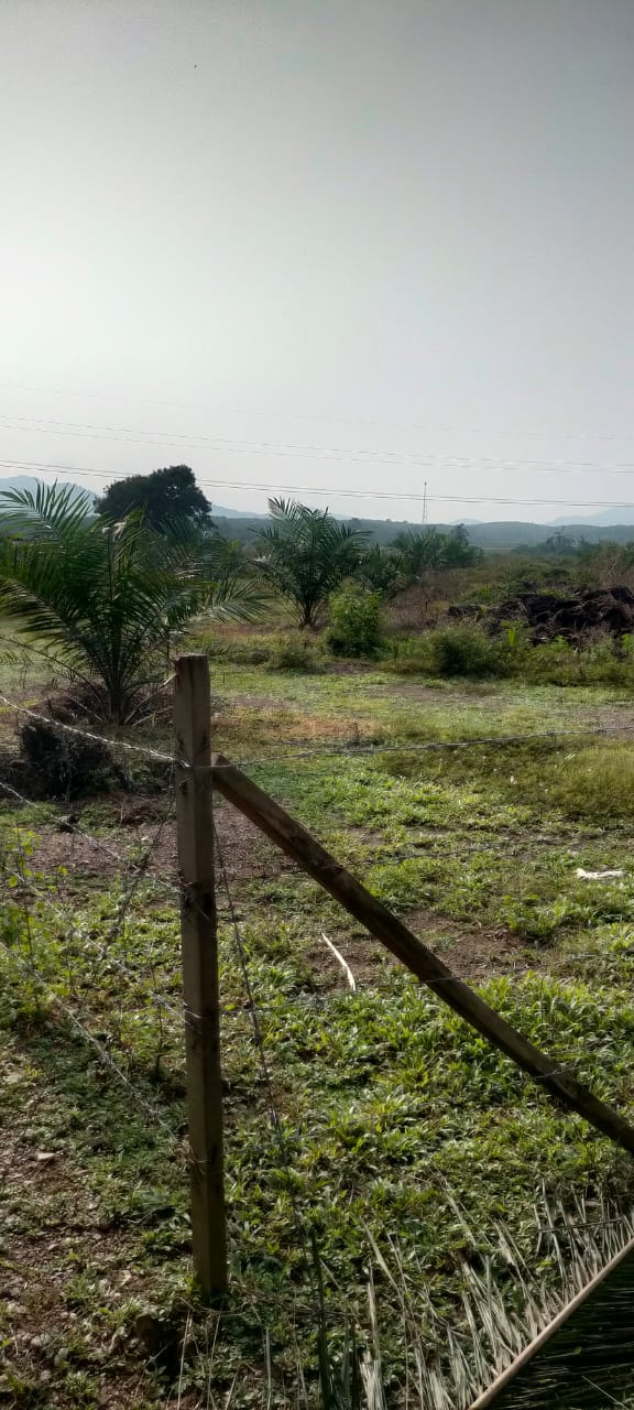 Ladang Sawit Ayer Puteh Pendang 15m