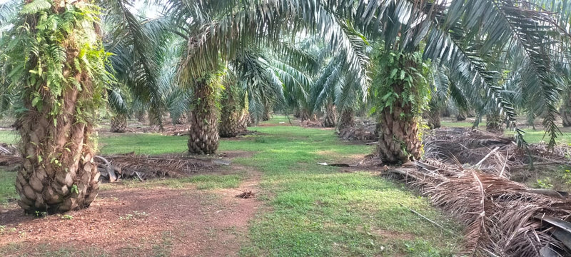 Ladang Sawit Ayer Puteh Pendang 15m