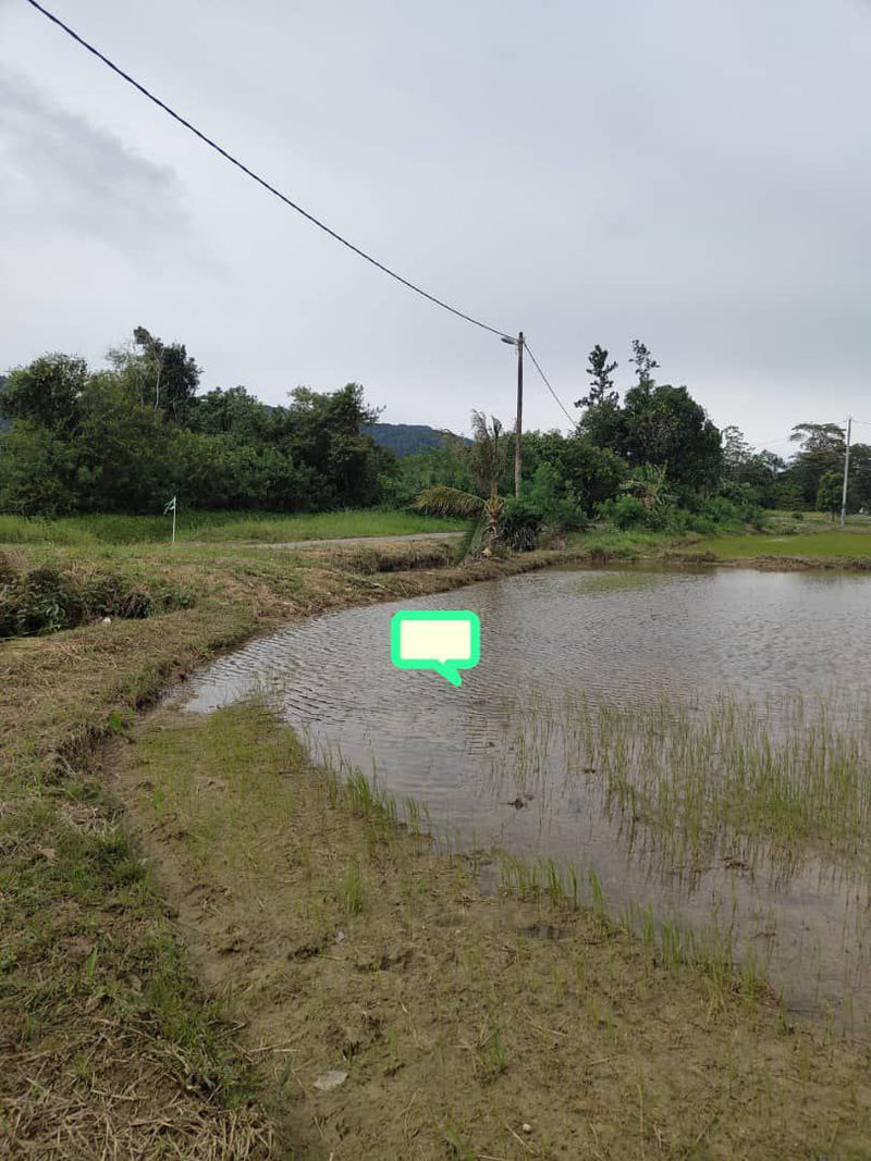 Tanah Bendang Guar Jentik Berseri