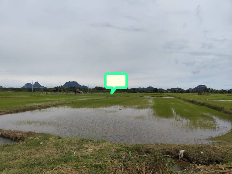 Tanah Bendang Guar Jentik Berseri