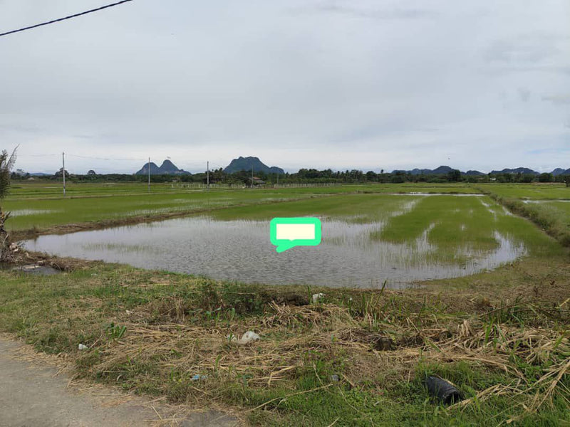 Tanah Bendang Guar Jentik Berseri