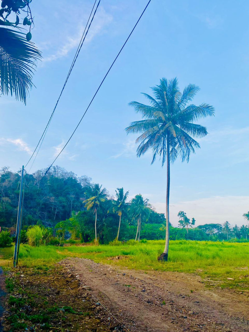 Tanah Kurong Batang Jalan Utama