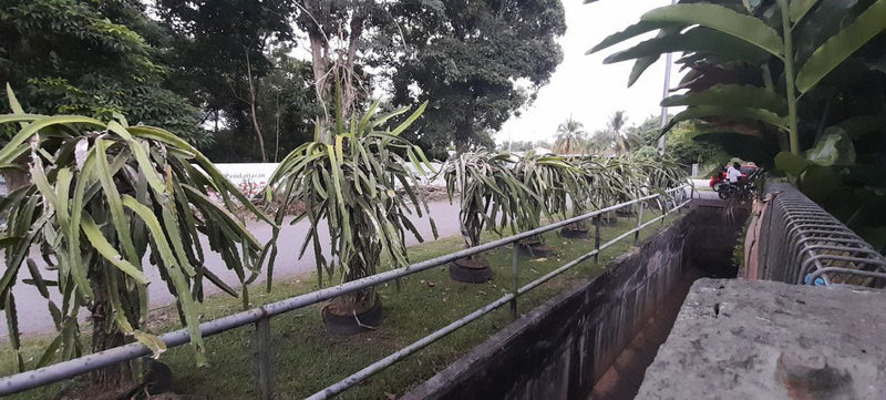 Taman Sinar Mentari Bedong